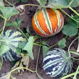 Musk Melon Kajri Seeds