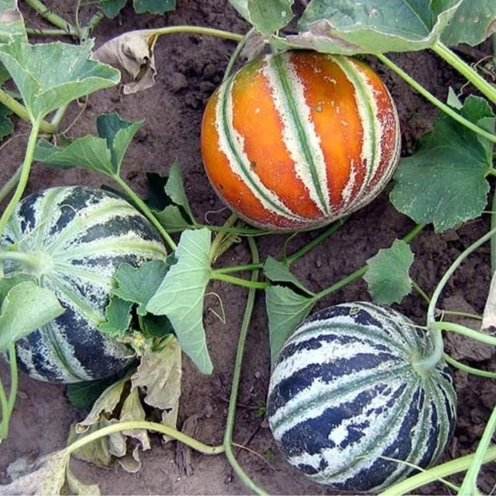 Musk Melon Kajri Seeds - Image 3