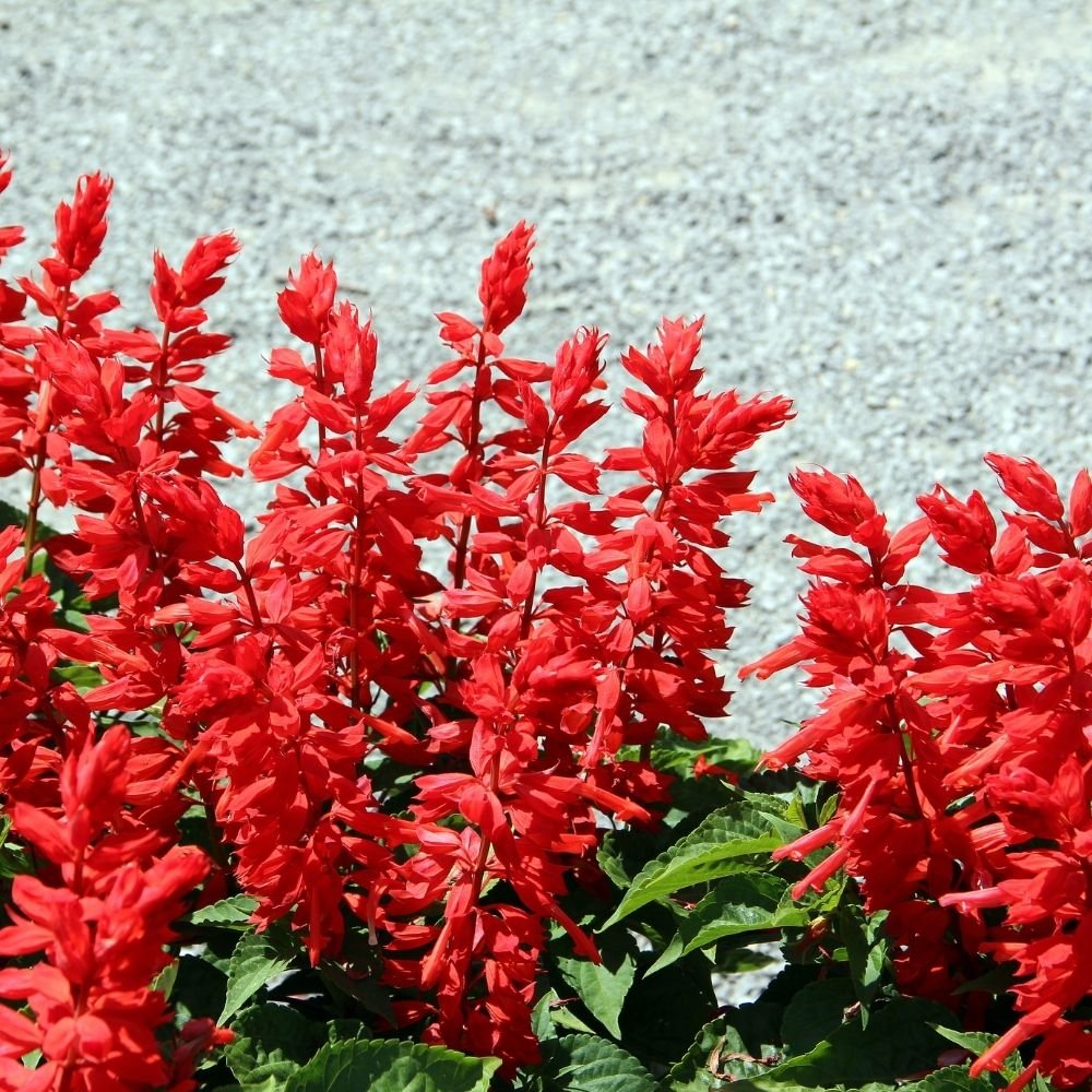 Salvia Splendens Saint John’s Fire Seeds - Image 3