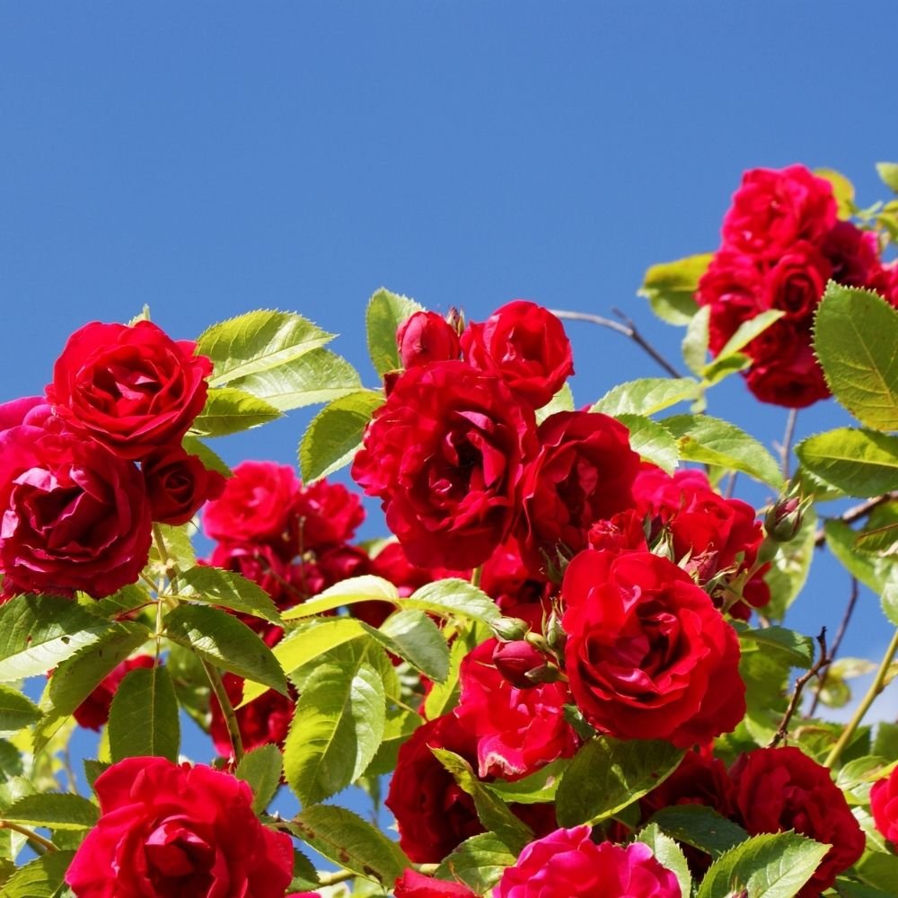 Alyssum Rose-O-Day Rose Seeds - Image 3