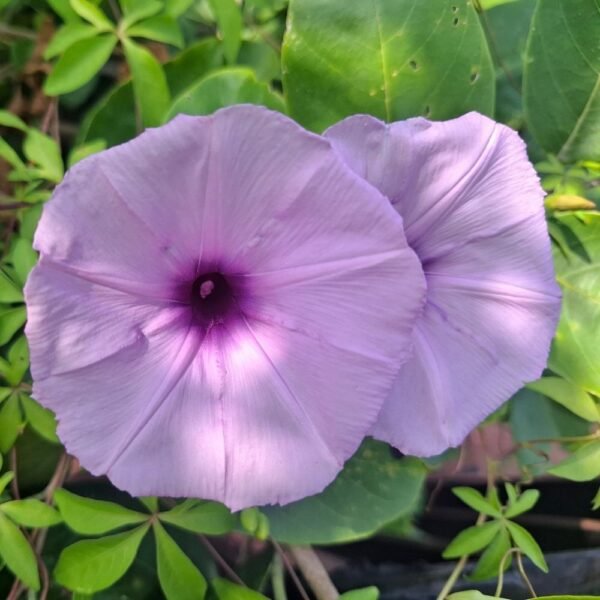 Ipomoea Heavenly Blue Morning Glory Seeds - Image 3