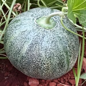 Musk Melon Round With Greenish Stripes F1 Hybrid Seeds