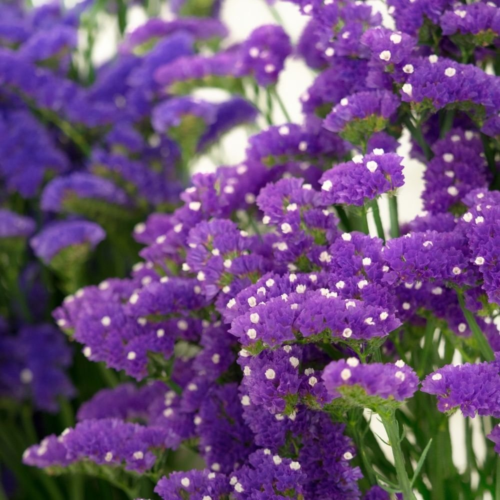 Statice Pacific Yellow Seeds - Image 3