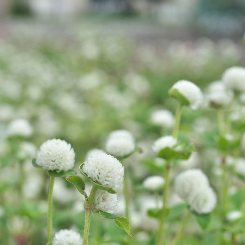 Gomphrena Extra Dwarf Gnome White Seeds - Image 3