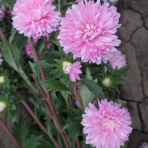 China Aster Pink Seeds