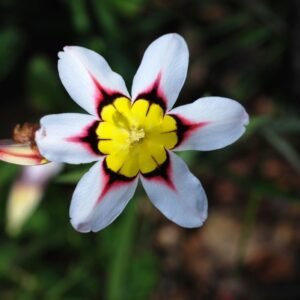 Sparaxis Mixed Color Flower Bulbs