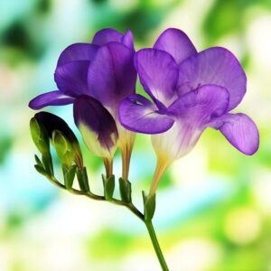Freesia Purple Flower Bulbs