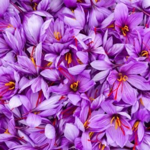 Kashmiri Saffron (Kesar) Seeds