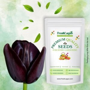 Tulip Black Jack Flower Bulbs