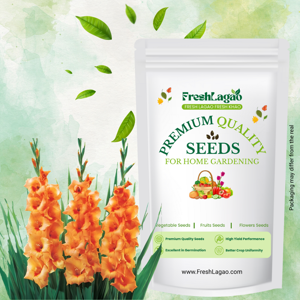 Gladiolus Orange Flower Bulbs