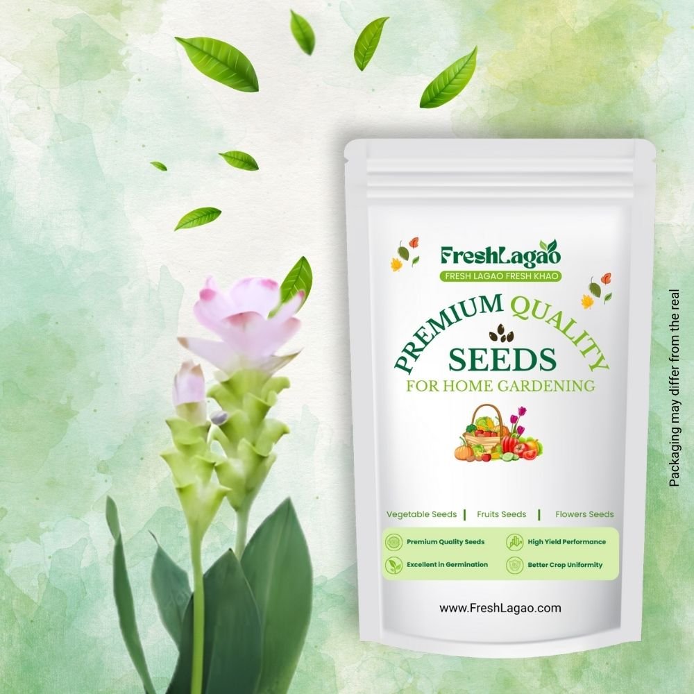 Curcuma White Flower Bulb