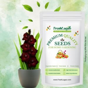 Gladiolus Black Flower Bulbs