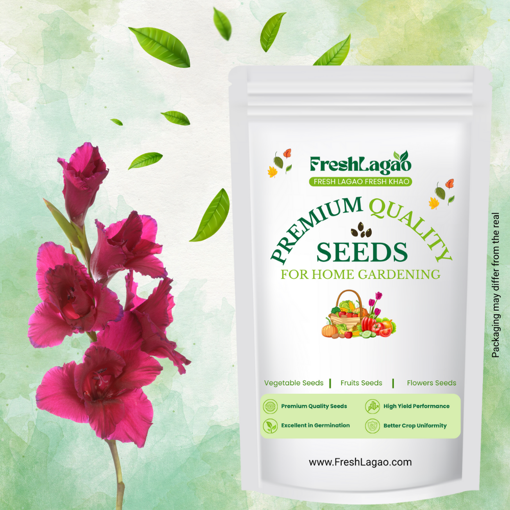 Gladiolus Pink Flower Bulbs