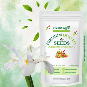 Dutch Iris Apollo Flower Bulbs (05 Bulbs)