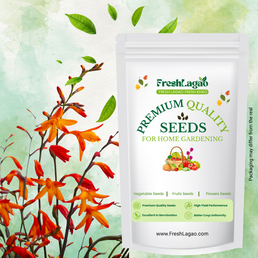 Crocosmia Montbretia Flower Bulbs