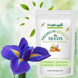 Dutch Iris Eye of the Tiger Flower