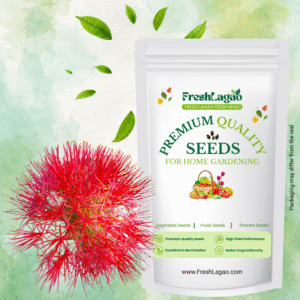 Football Lily Flower Bulb