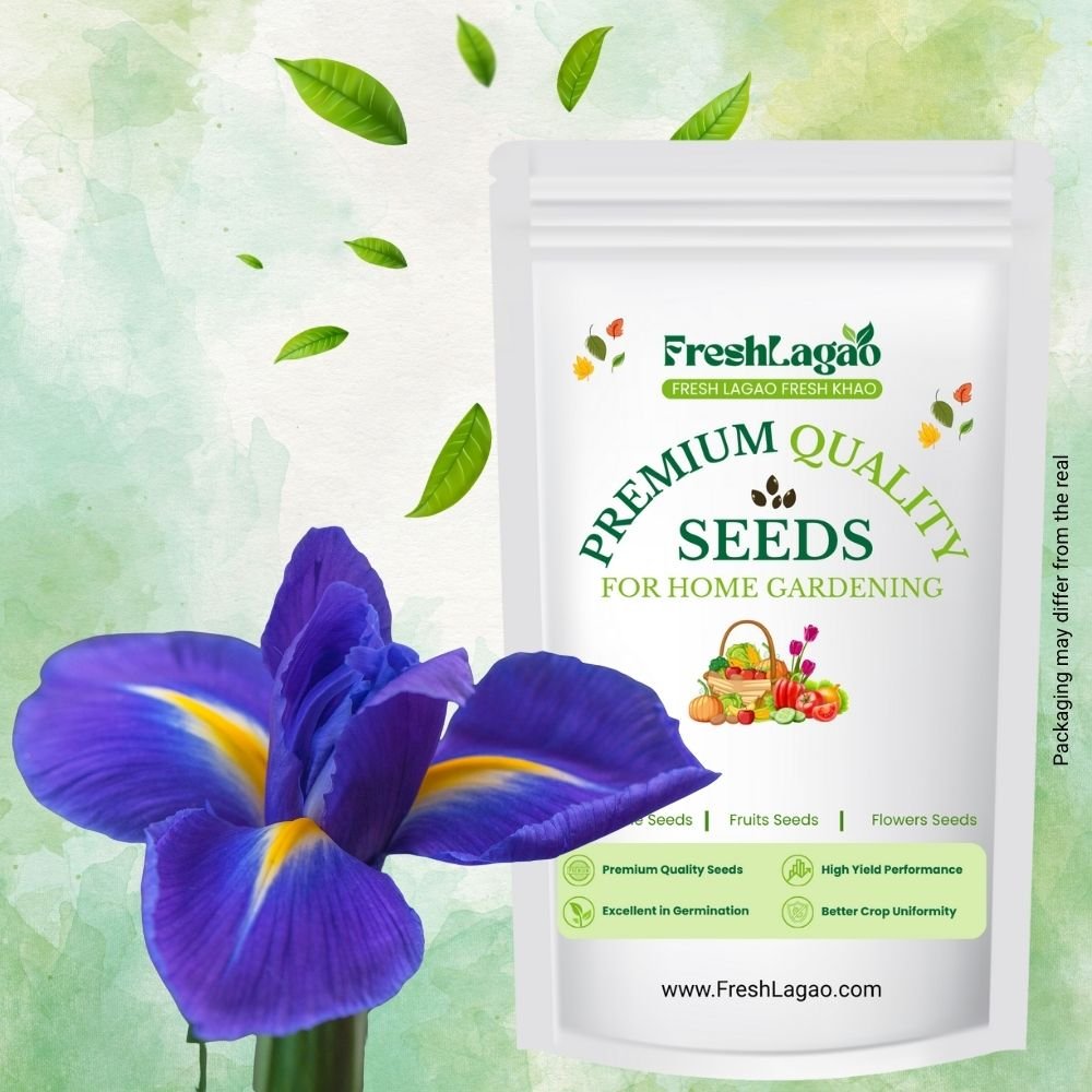 Dutch Iris Eye of the Tiger Flower