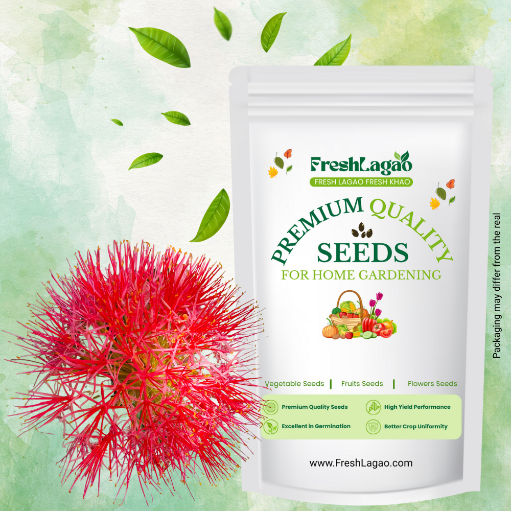 Football Lily Flower Bulb