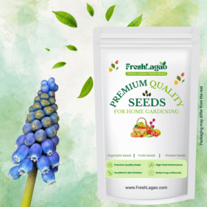 Muscari Armeniacum (Blue) Flower Bulbs (05N)