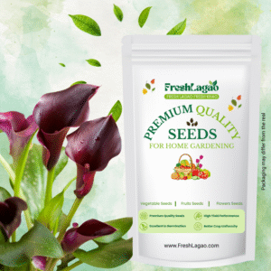 Calla Lily Black Flower Bulbs