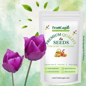 Tulip Purple Flower Bulbs