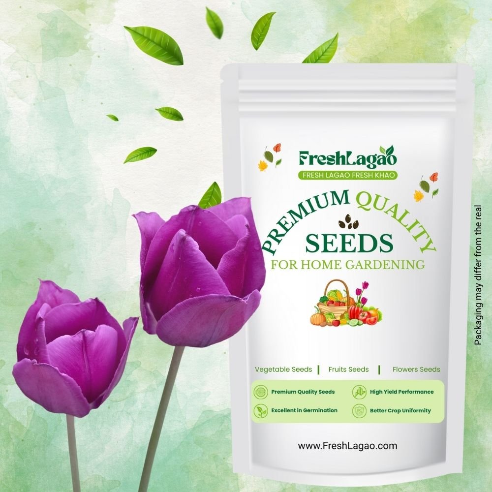 Tulip Purple Flower Bulbs