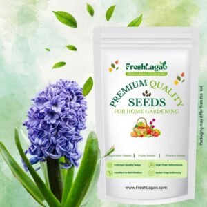 Hyacinth Blue Flower Bulbs