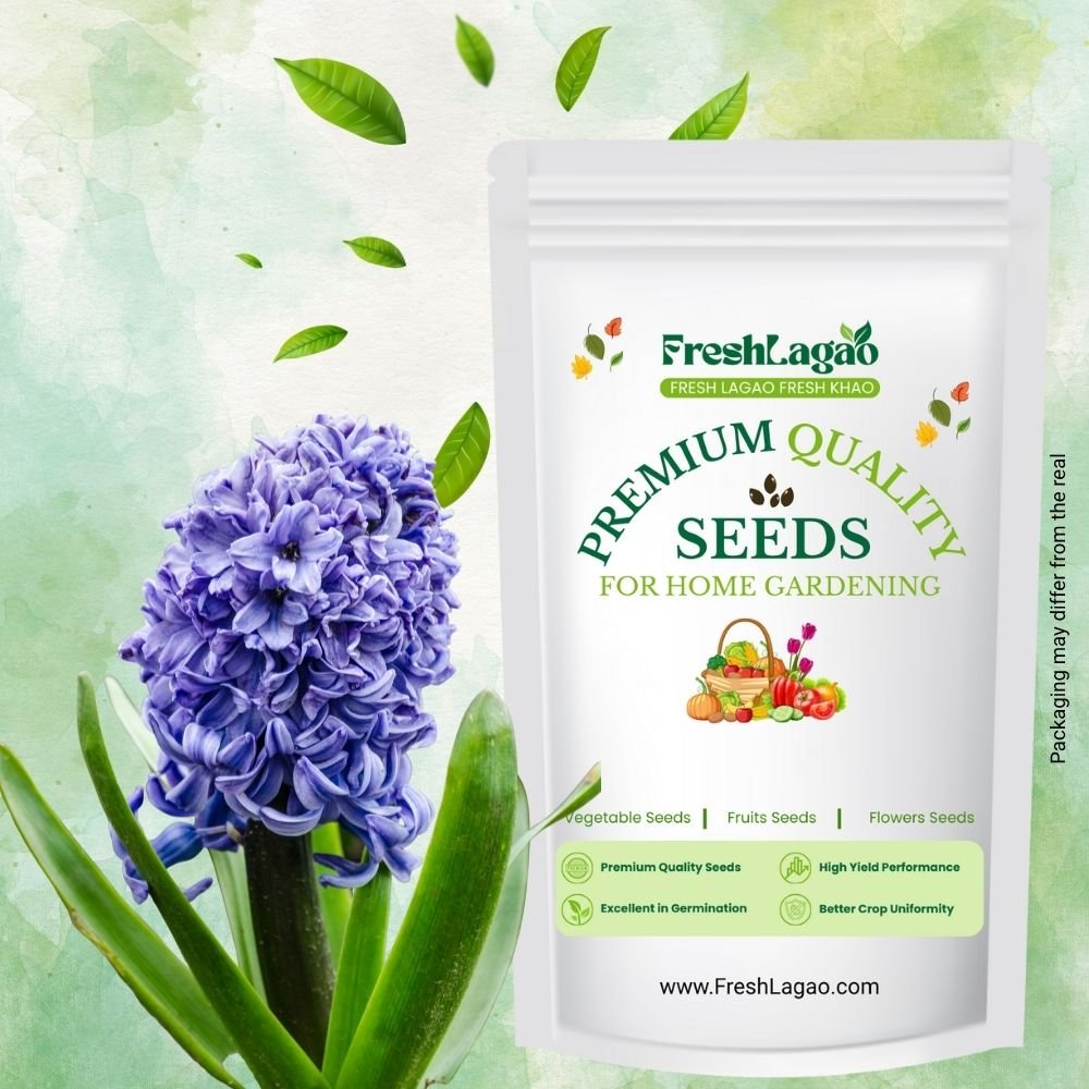 Hyacinth Blue Flower Bulbs