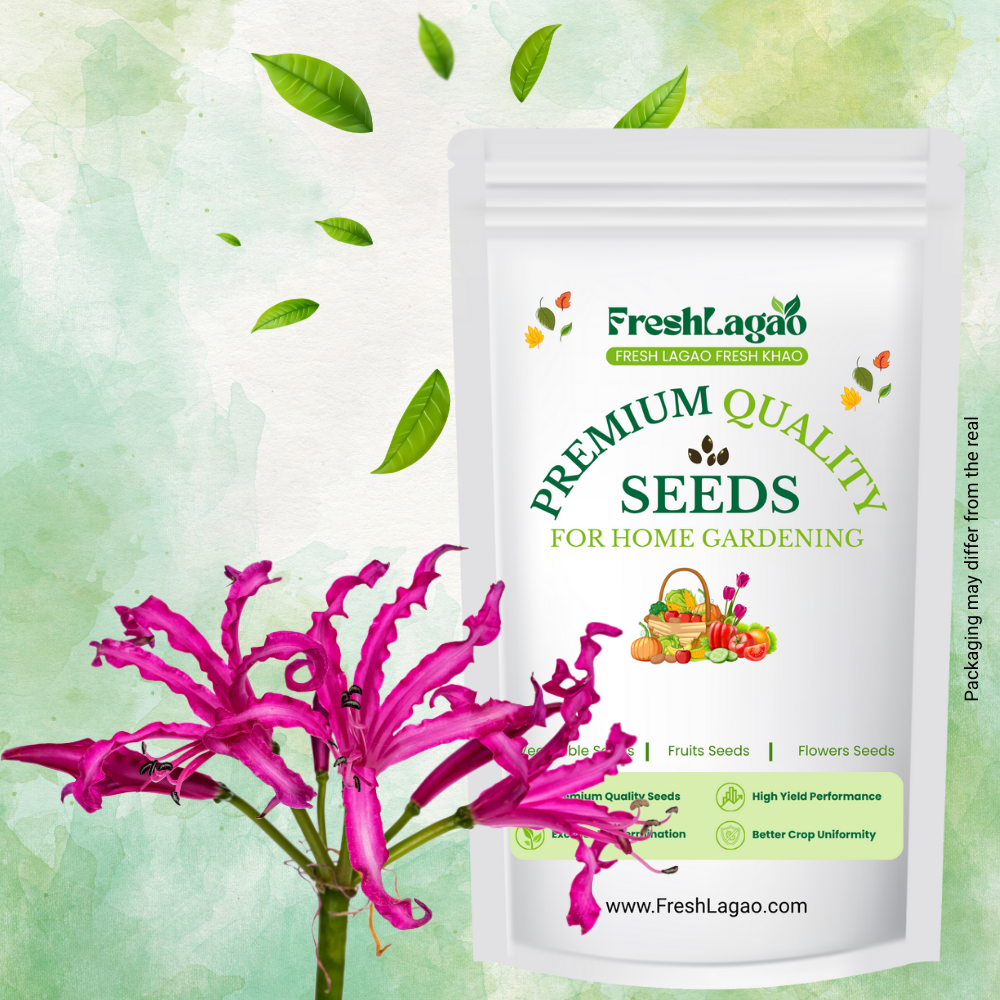 Nerine Lily Pink Flower Bulbs