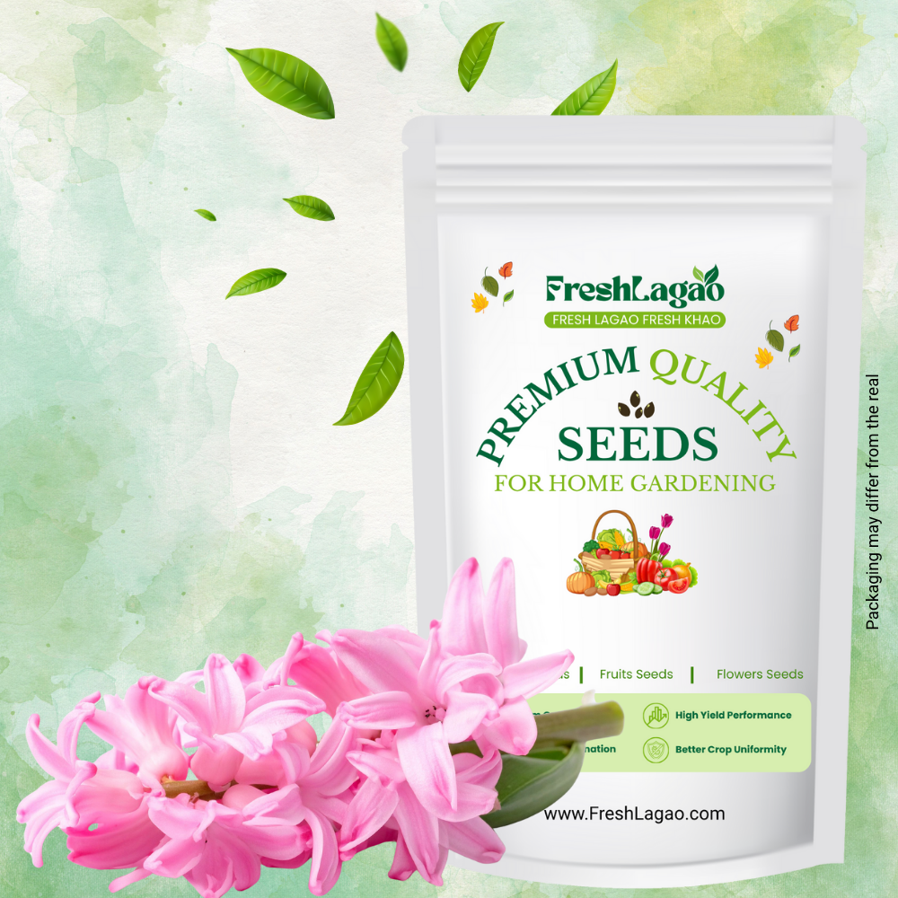 Hyacinth Pink Flower Bulbs