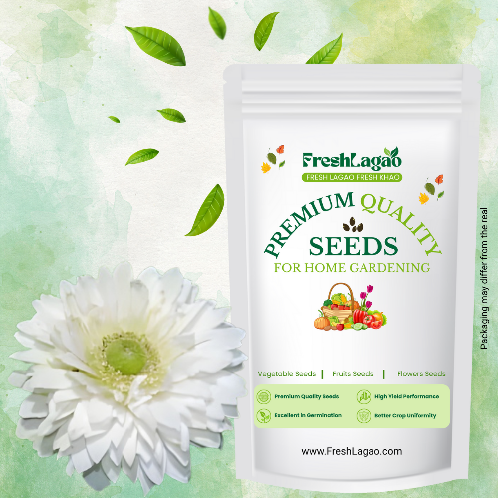 Anemone Mount Everest (White) Flower Bulbs