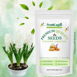 Hyacinth White Flower Bulbs