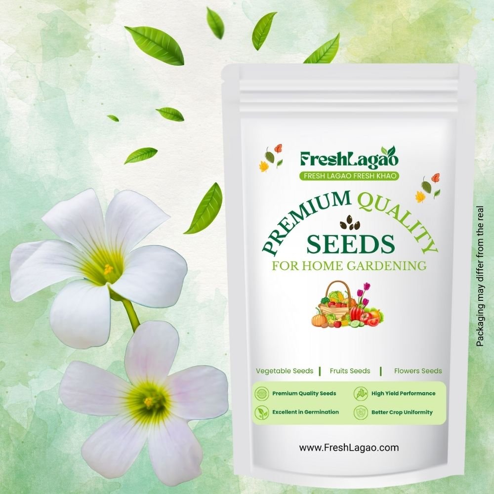 Oxalis White Flower Bulbs