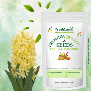 Hyacinth Yellow Flower Bulbs