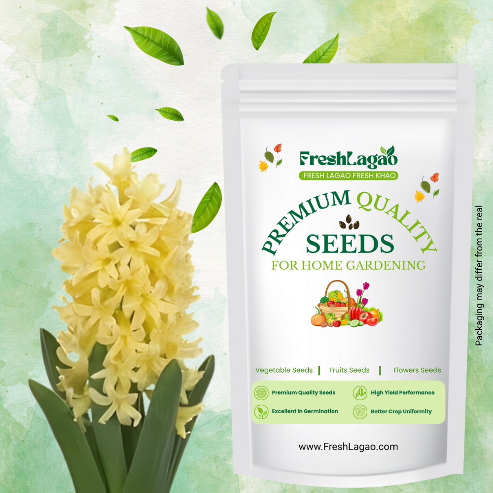 Hyacinth Yellow Flower Bulbs