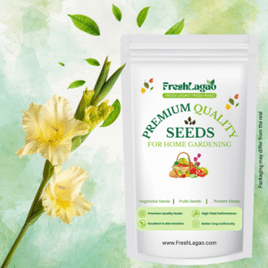 Gladiolus Yellow Flower Bulbs