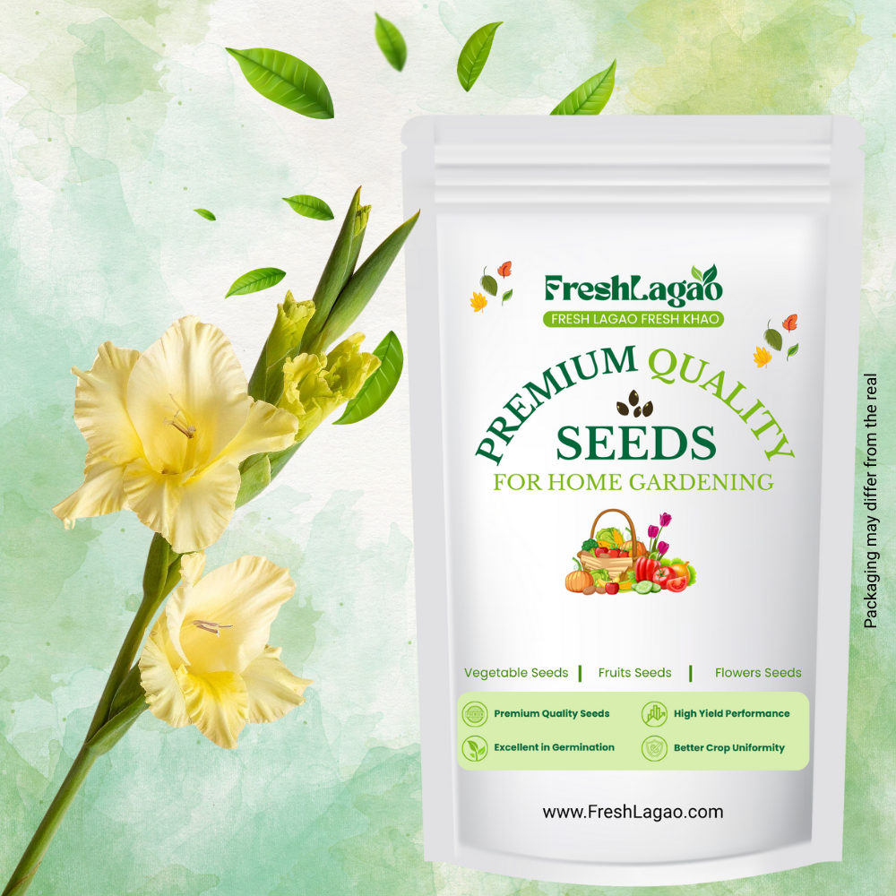 Gladiolus Yellow Flower Bulbs