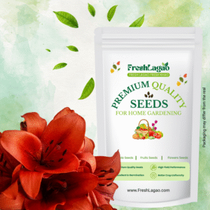 Asiatic (Lilium) Lily Red Flower Bulbs Sale