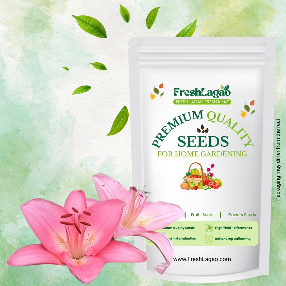 Asiatic (Lilium) Lily Pink Flower Bulbs