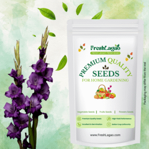 Gladiolus Purple Flower Bulbs (05N)