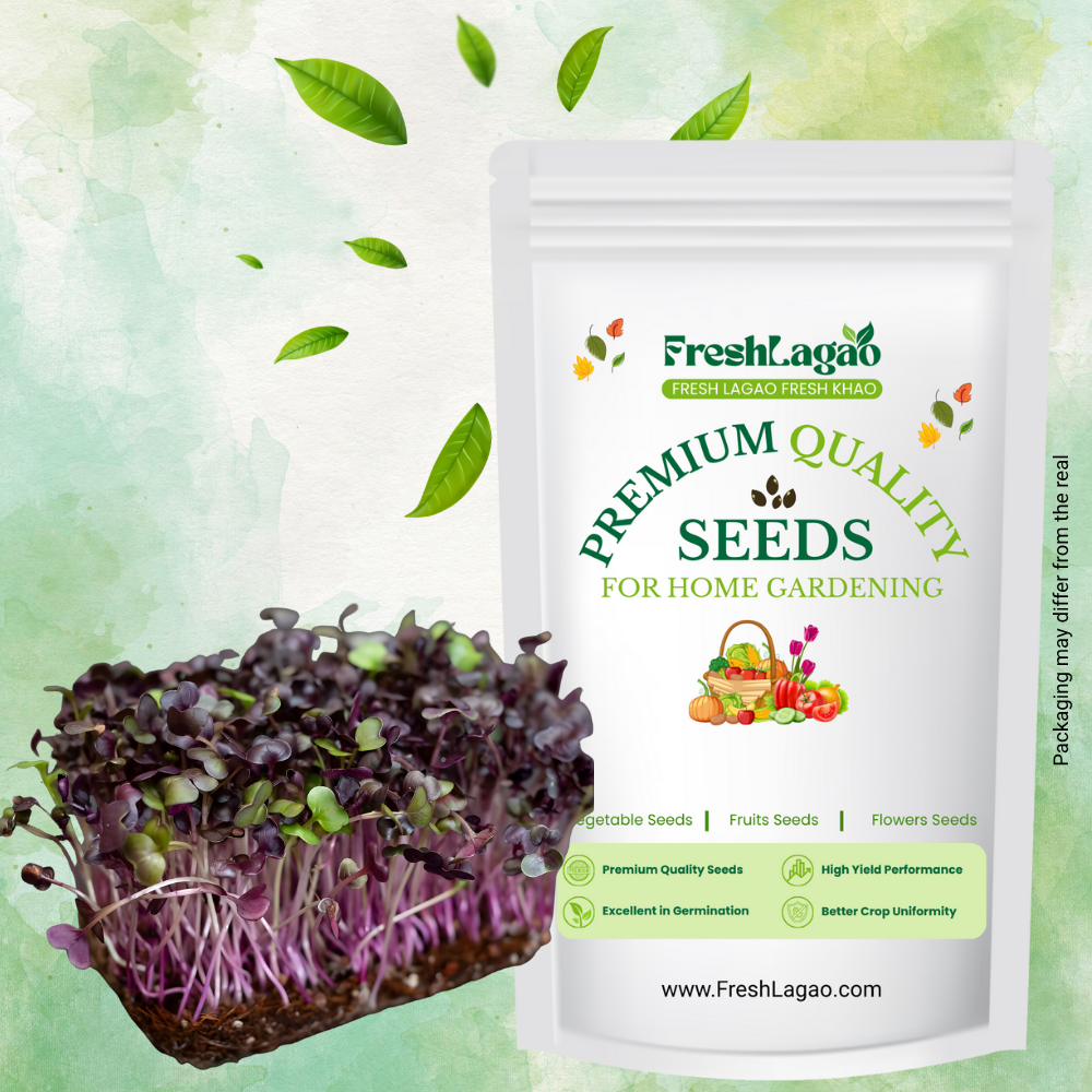 Knol Khol Purple Microgreen