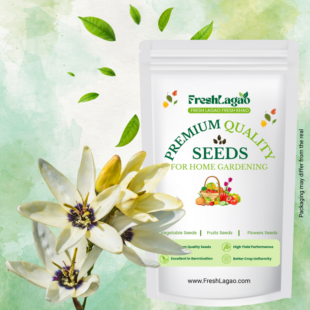 Ixia White Flower Bulbs