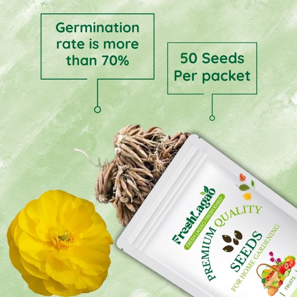 Ranunculus Yellow Flower Bulbs - Image 2