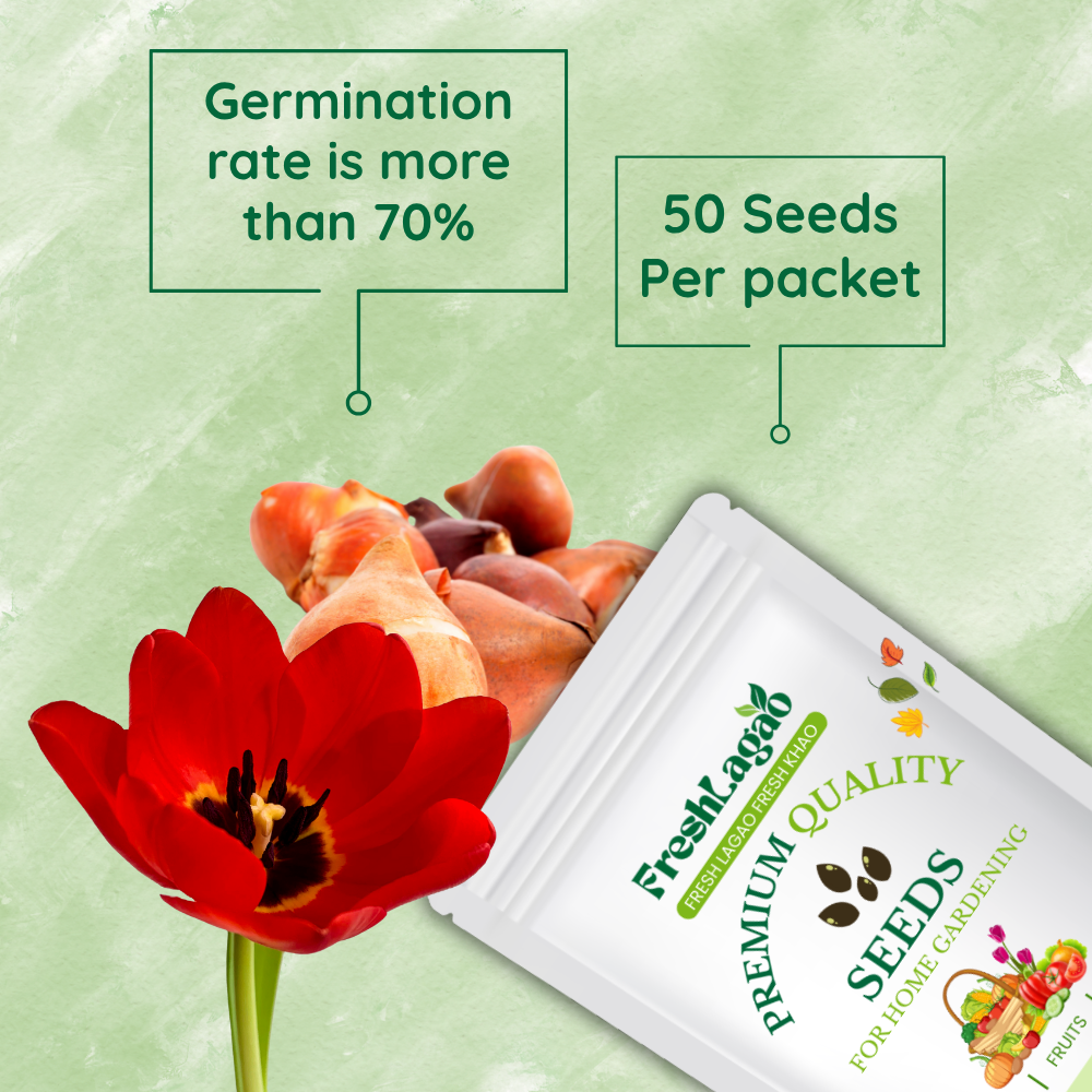 Tulip Red Flower Bulbs (05N) - Image 2