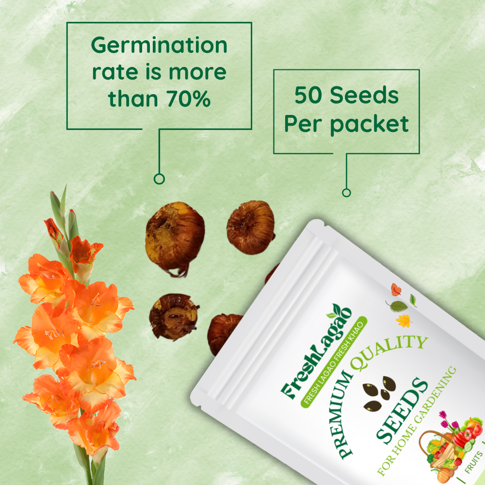 Gladiolus Orange Flower Bulbs (05N) - Image 2