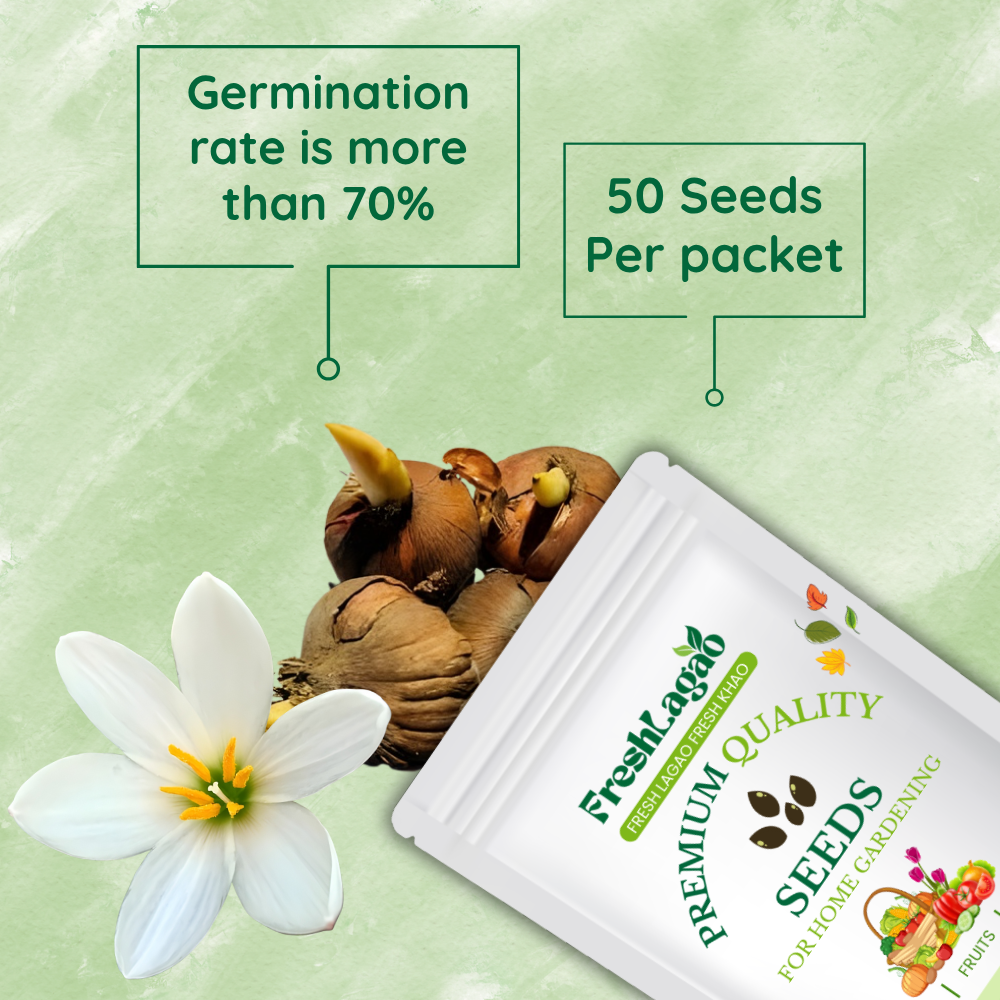 Dutch Iris Apollo Flower Bulbs (05 Bulbs) - Image 2