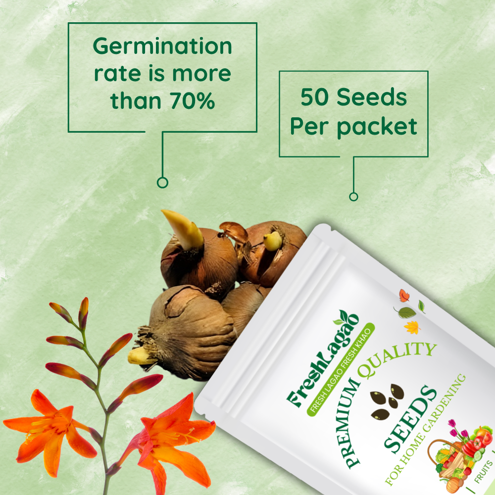 Crocosmia Montbretia Flower Bulbs - Image 2