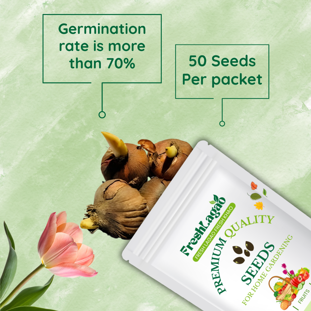 Tulip Claudia (Pink) Flower Bulbs - Image 2