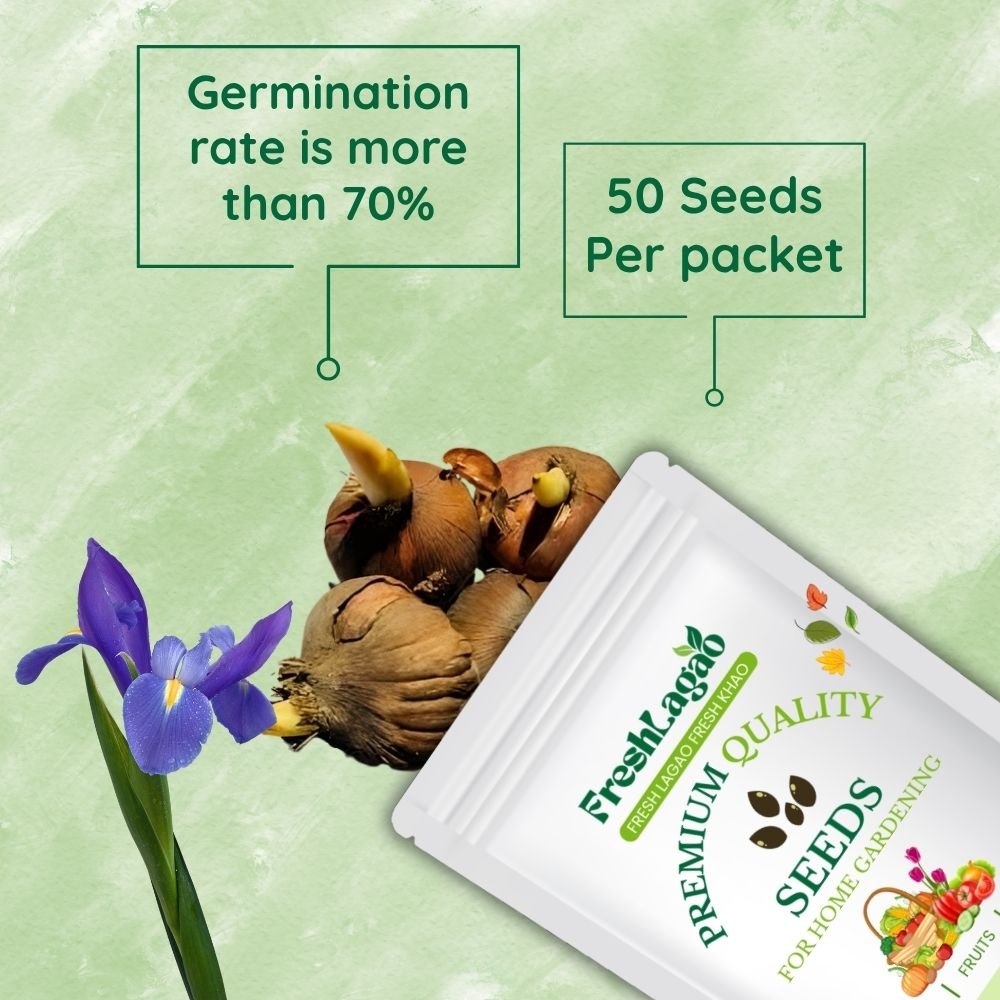 Dutch Iris Eye of the Tiger Flower - Image 2